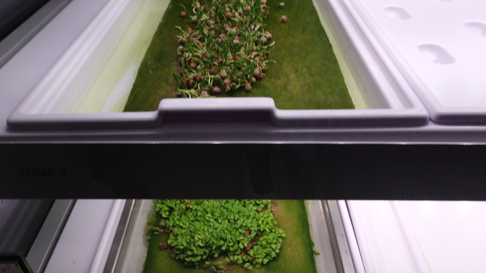 Hydroponic microgreens growing inside a concession area at Intuit Dome
